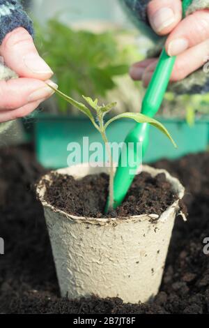 Solanum lycopersicum. Das Verstemmen von Tomatensämlingen durch vorsichtiges halten der Blattspitze, um Schäden am Stamm zu vermeiden. Stockfoto