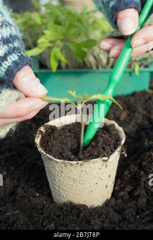 Solanum lycopersicum. Das Verstemmen von Tomatensämlingen durch vorsichtiges halten der Blattspitze, um Schäden am Stamm zu vermeiden. Stockfoto