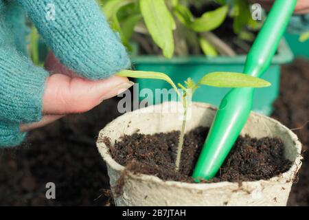 Solanum lycopersicum. Das Verstemmen von Tomatensämlingen durch vorsichtiges halten der Blattspitze, um Schäden am Stamm zu vermeiden. Stockfoto