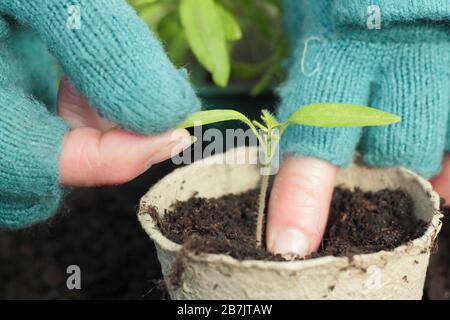 Solanum lycopersicum. Das Verstemmen von Tomatensämlingen durch vorsichtiges halten der Blattspitze, um Schäden am Stamm zu vermeiden. Stockfoto