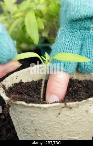 Solanum lycopersicum. Das Verstemmen von Tomatensämlingen durch vorsichtiges halten der Blattspitze, um Schäden am Stamm zu vermeiden. Stockfoto