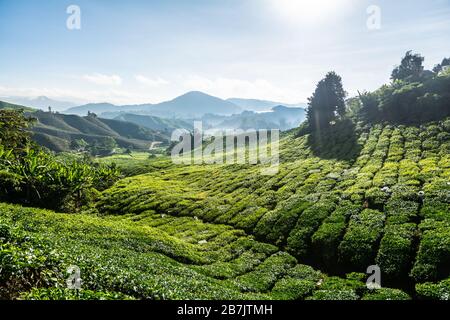 Teeplantagen in Brinchang in den Cameron Highlands in Malaysia Stockfoto
