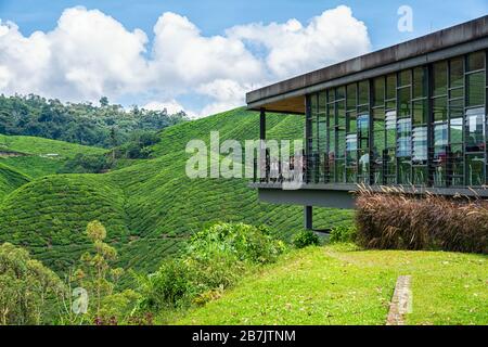 Teeplantagen in Brinchang in den Cameron Highlands in Malaysia Stockfoto