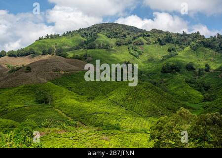 Teeplantagen in Brinchang in den Cameron Highlands in Malaysia Stockfoto