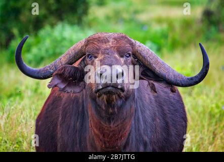 Afrikanisches Büffelporträt; Syncerus Caffer; Kenia. Es ist ein Wildfoto im Tsavo East, Nationalpark, Afrika. Park. Es ist ein schöner Tag. Stockfoto