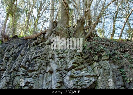 Baumwurzel auf einem Schiefergestein, Wald Stockfoto