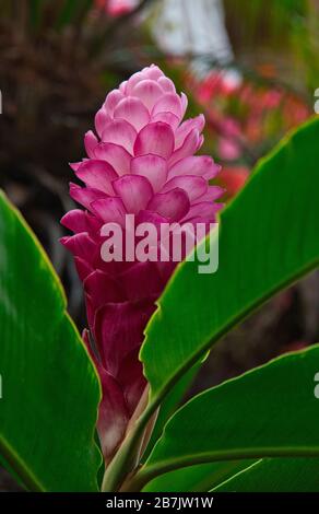 Schöner roter Ingwer wächst auf Lanai. Stockfoto