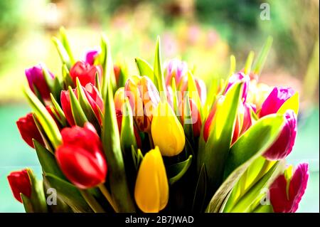 Bunte Tulpenbüschel; Bunter Tulpenstrauß Stockfoto