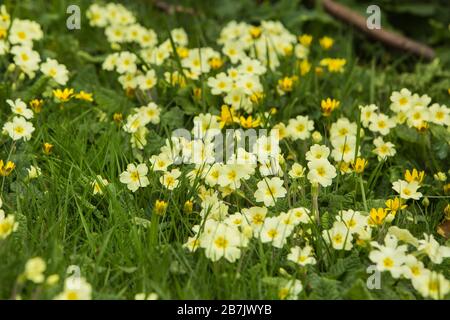 Ein Teppich mit Primrosen und Sellandinen bei Frühlingssonne Stockfoto