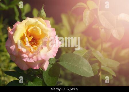 Schöne Rosenblume im Garten nach Regen, selektive Fokussierung Stockfoto