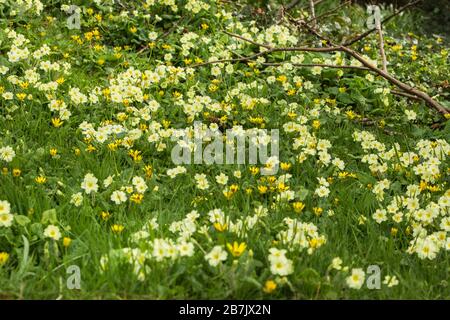 Ein Teppich mit Primrosen und Sellandinen bei Frühlingssonne Stockfoto