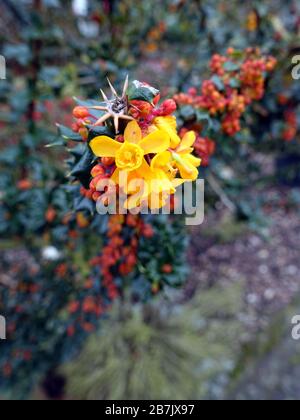 gelbe Blüten von Darwins Berberitze (Berberis darwinii), Weilerswist, Nordrhein-Westfalen, Deutschland Stockfoto