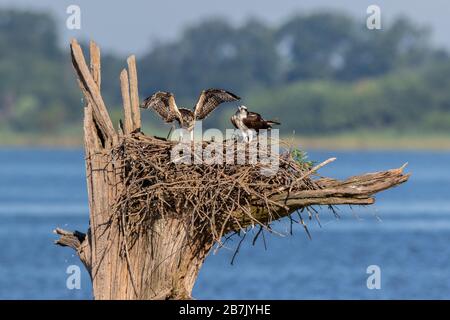 00783-02112 Osprey (Pandion haliaetus) Jugendliche, die Flügel am Nest Rend Lake Jefferson Co. IL trainieren Stockfoto