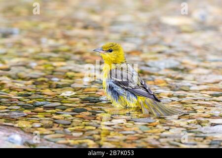 01618-01319 Orchard Oriole (Icterus spurius) weibliche Badeantin, Marion Co. IL Stockfoto