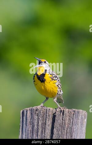 01627-00408 Eastern Meadowlark (Sturnella magna) Sing Great Smoky Mountains NP TN Stockfoto