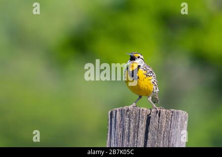 01627-00411 Eastern Meadowlark (Sturnella magna) Sing Great Smoky Mountains NP TN Stockfoto