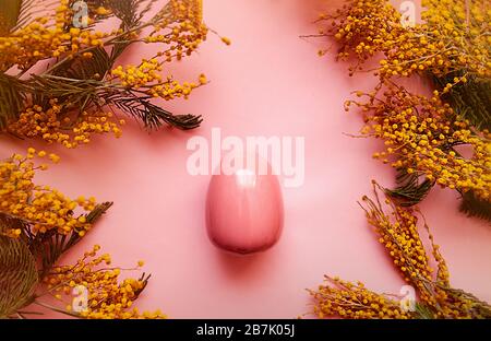 Frühlingskarte für einen glücklichen Osterurlaub. Rosa glänzendes sauberes Ei auf einem rosa, sauberen Hintergrund in einem Rahmen von frischen, üppigen gelben Mimosa-Blumen. Stockfoto
