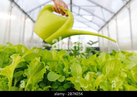 Frau, die einen jungen Salat aus einer Gießkanne im Gewächshaus wässert, selektive Konzentration auf grünen Salat. Bio- und Gemüsegarten. Anbau von Gemüse a Stockfoto