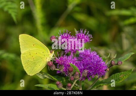 03091-00910 wolkenloser Schwefel (Phoebis sennae) auf Missouri Ironweed (Veronia missurica), Marion Co. IL Stockfoto