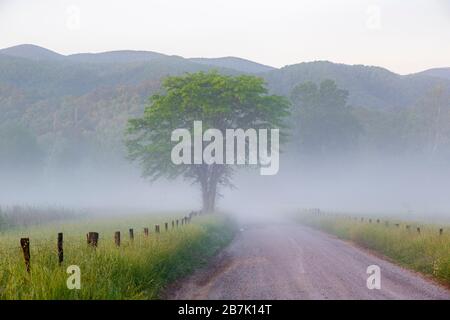 66745-04819 Hyatt Lane in Fog Cades Cove Great Smoky Mountains National Park TN Stockfoto