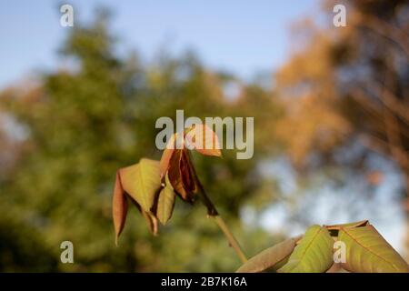 Herbstlaub von Acer maximowiczianum im Wald. Blatt schließen. Stockfoto