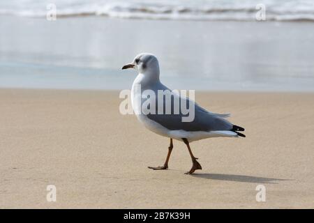 Greyheaded Gull Möwe Walking on Beach (Larus zirrocephalus) Stockfoto