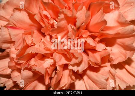 Rahmen der Rosenkarnen-Blüte (Dianthus caryophyllus) Stockfoto