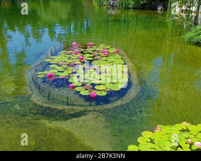 Botanischer Garten in der Huntington Library in San Marino, Kalifornien, USA Stockfoto