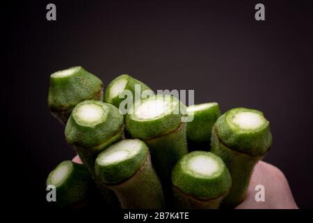 Viele Okra- oder Damenfinger Gemüse in grafischem Moody Rahmen. Studio Low Key Stillleben von essbaren Lebensmitteln im Rampenlicht Stockfoto