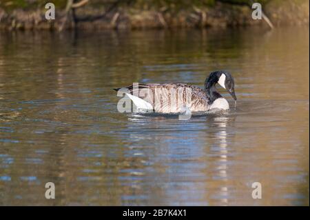 Eine Kanadas Gans reinigt sich in einem kleinen Teich, das Wasser läuft über seinen ganzen Körper Stockfoto