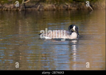 Eine Kanadas Gans reinigt sich in einem kleinen Teich, das Wasser läuft über seinen ganzen Körper Stockfoto