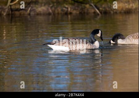 Eine Kanadas Gans reinigt sich in einem kleinen Teich, das Wasser läuft über seinen ganzen Körper Stockfoto