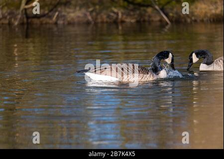 Eine Kanadas Gans reinigt sich in einem kleinen Teich, das Wasser läuft über seinen ganzen Körper Stockfoto