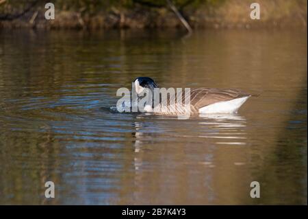 Eine Kanadas Gans reinigt sich in einem kleinen Teich, das Wasser läuft über seinen ganzen Körper Stockfoto