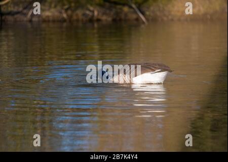 Eine Kanadas Gans reinigt sich in einem kleinen Teich, das Wasser läuft über seinen ganzen Körper Stockfoto