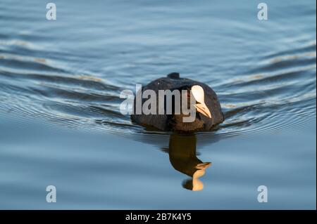 Ein Kocher schwimmt ruhig über einen kleinen Teich in Norddeutschland Stockfoto