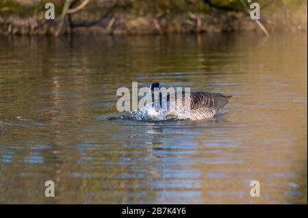 Eine Kanadas Gans reinigt sich in einem kleinen Teich, das Wasser läuft über seinen ganzen Körper Stockfoto