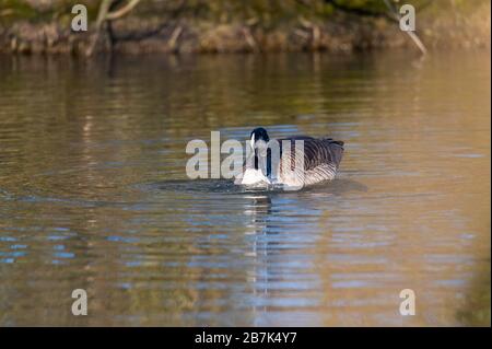 Eine Kanadas Gans reinigt sich in einem kleinen Teich, das Wasser läuft über seinen ganzen Körper Stockfoto