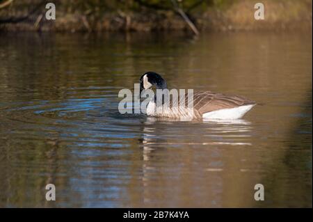 Eine Kanadas Gans reinigt sich in einem kleinen Teich, das Wasser läuft über seinen ganzen Körper Stockfoto