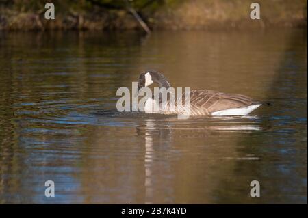 Eine Kanadas Gans reinigt sich in einem kleinen Teich, das Wasser läuft über seinen ganzen Körper Stockfoto