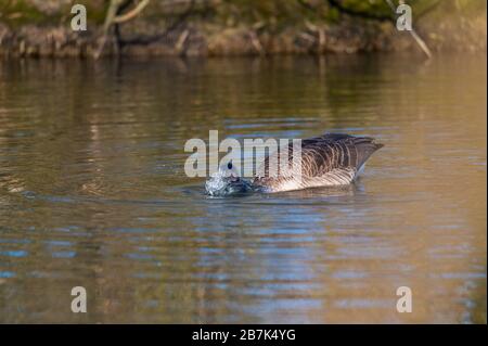 Eine Kanadas Gans reinigt sich in einem kleinen Teich, das Wasser läuft über seinen ganzen Körper Stockfoto