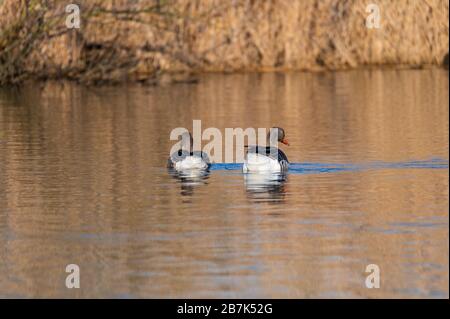 Graugänse schwimmen in einem kleinen ruhigen Teich in Norddeutschland Stockfoto