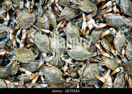 CHESAPEAKE BAY, Maryland, USA – Auf einem lokalen Fischmarkt werden frisch gefangene Blaukrabben (Callinectes sapidus) mit einer der bekanntesten Köstlichkeiten der Chesapeake Bay Area präsentiert. Diese wertvollen Krebstiere, ein Markenzeichen der mittelatlantischen Küche, stehen nicht nur für eine kulinarische Tradition, sondern auch für das reiche Meeresökosystem und das kulturelle Erbe der Region Chesapeake Bay. Stockfoto