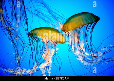 BALTIMORE, Maryland – aus nächster Nähe sehen Sie Quallen, die in einem Becken im National Aquarium im Inner Harbor von Baltimore schwimmen. Die Quallen werden vor einem hellblauen Hintergrund hinterleuchtet, sodass Besucher durch ihre durchsichtigen Körper sehen und ihre empfindlichen inneren Strukturen beobachten können. Stockfoto