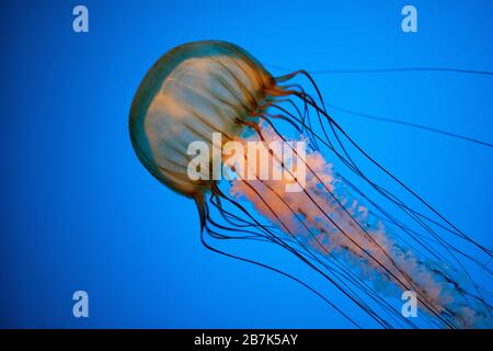 BALTIMORE, Maryland – Nahaufnahme von Quallen, die vor einem hellblauen Hintergrund schwimmen, mit Hintergrundbeleuchtung, die hilft, durch die Quallen zu sehen. Aufgenommen im Baltimore Aquarium in Inner Harbor, Baltimore, Maryland. Stockfoto