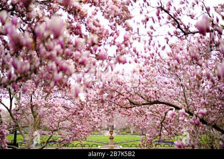 Untertasse Magnolias Enid A Haupt Garden Washington DC // WASHINGTON DC — Unterteller Magnolien (Magnolia x soulangeana) in voller Blüte Rahmen eine dekorative Urne im Enid A. Haupt Garden, einem formellen viktorianischen Garten hinter dem Smithsonian Castle. Der 1987 eröffnete, 4,2 Hektar große Haupt Garden befindet sich auf dem unterirdischen Quadrangle-Komplex, in dem sich das National Museum of African Art, die Arthur M. Sackler Gallery und das S. Dillon Ripley Center befinden. Der Garten verfügt über ein zentrales Parterre-Design mit formellen Anpflanzungen, dekorativen Strukturen und saisonalen Ausstellungen, die sich das ganze Jahr über ändern. Stockfoto
