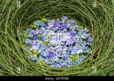 Wunderschöne, federnde ovale Anordnung von blauen und violetten Blumen mit Pansen, vergessen-mich-nicht und gelben Blüte Knospen unter den verdrehten Stielen der grünen Pflanze Stockfoto