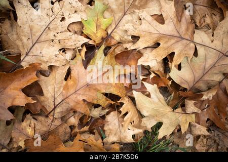 Gefallene Oak Leaves Herbst Eastern United States // EASTERN UNITED STATES — Eine detaillierte Ansicht der braunen Eichenblätter, die sich im Herbst im Osten der USA auf dem Waldboden stapeln. Die gefallenen Eichenblätter bilden eine natürliche Schicht von Blattstreu, die sich zersetzt und Nährstoffe in den Boden zurückgibt. Eichenblätter, erkennbar an ihrer charakteristischen gelappten Form, sind ein häufiger Anblick in den Laubwäldern, die sich über die Ostküste erstrecken. Diese saisonalen Blatttropfen sind Teil des natürlichen Zyklus in gemäßigten Laubwäldern, in denen Bäume ihr Laub abgeben, um sich auf den Winter vorzubereiten. Stockfoto