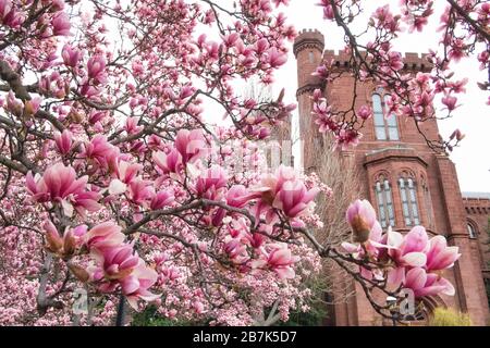 WASHINGTON DC – im Enid A. Haupt Garden blühen Unterteller-Magnolien, im Hintergrund ist das Smithsonian Castle zu sehen. Diese frühblühenden Bäume im viktorianischen Garten blühen typischerweise mehrere Wochen vor der Hauptsaison der Kirschblüte der Stadt. Der Garten bietet eine der ersten Blumenvorstellungen des Frühlings in der National Mall. Stockfoto