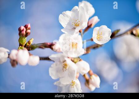 Kirschblüten an einem Zweig in Washington DC | WASHINGTON D.C., Vereinigte Staaten — Weiße Yoshino-Kirschblüten und rosa Knospen öffnen sich an einem Zweig vor einem klaren Himmel in der Nähe des Tidal Basin. Yoshino (Prunus × yedoensis) macht etwa 70 Prozent der Kirschbäume des National Park Service aus, die von Japans Geschenk von 3.020 Bäumen im Jahr 1912 abstammen. Der Höhepunkt der Blüte wird als der Tag definiert, an dem 70 Prozent der Yoshino-Blüten offen sind. Stockfoto